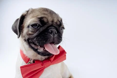 Pug posing on a white background Stock Photos