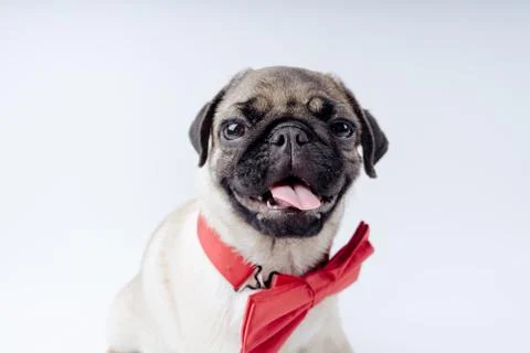 Pug posing on a white background Stock Photos