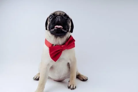 Pug posing on a white background Stock Photos