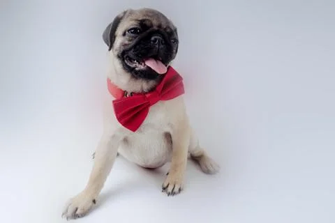 Pug posing on a white background Stock Photos