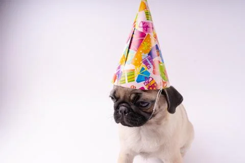 Pug posing on a white background Stock Photos