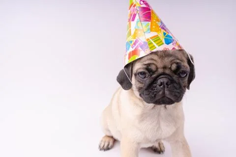 Pug posing on a white background Stock Photos