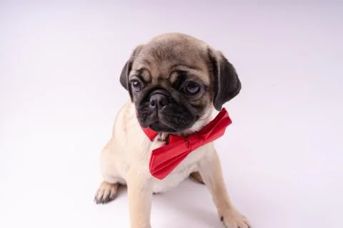 Pug posing on a white background Stock Photos