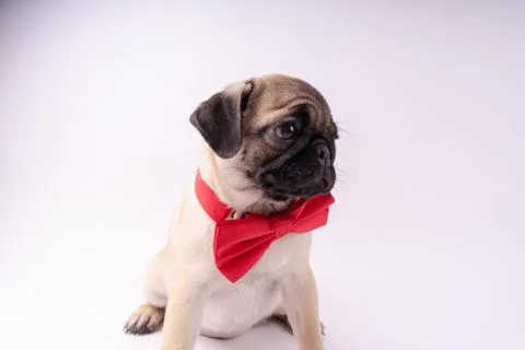 Pug posing on a white background Stock Photos