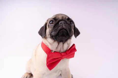 Pug posing on a white background Stock Photos