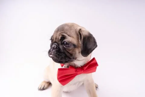 Pug posing on a white background Stock Photos