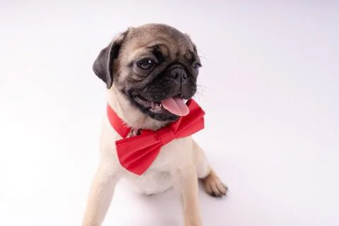 Pug posing on a white background Stock Photos