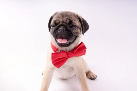 Pug posing on a white background Stock Photos
