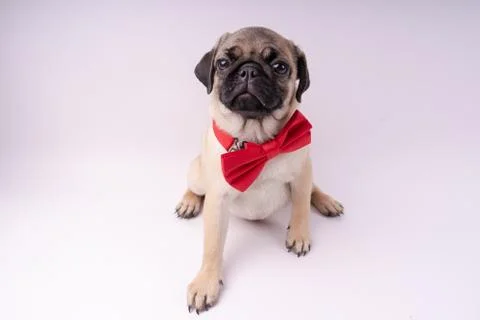 Pug posing on a white background Stock Photos