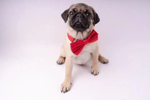 Pug posing on a white background Stock Photos