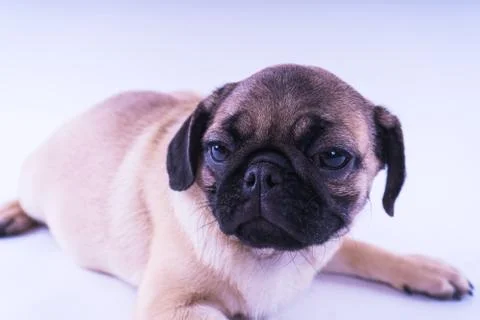 Pug posing on a white background Stock Photos