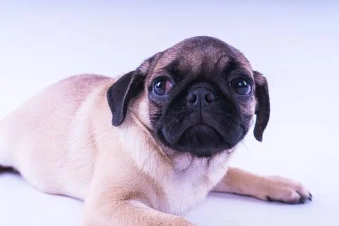 Pug posing on a white background Stock Photos