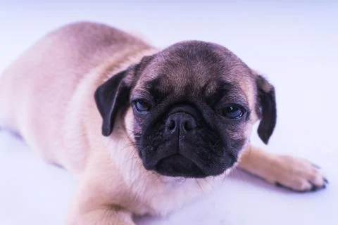 Pug posing on a white background Stock Photos