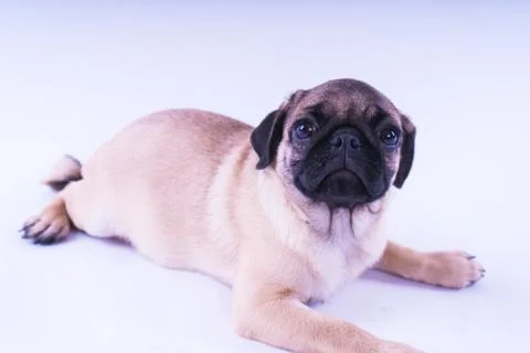 Pug posing on a white background Stock Photos