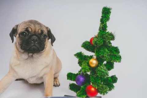 Pug posing on a white background Stock Photos