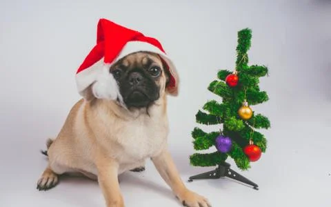 Pug posing on a white background Stock Photos