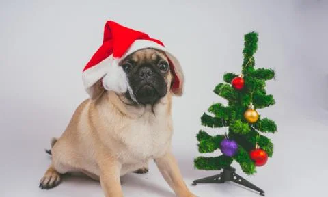 Pug posing on a white background Stock Photos