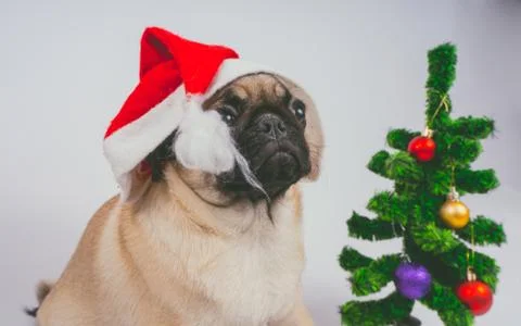 Pug posing on a white background Stock Photos