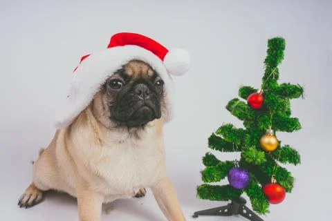 Pug posing on a white background Stock Photos