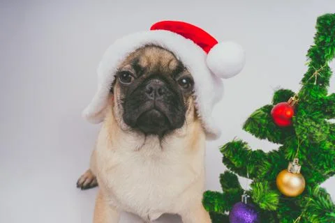 Pug posing on a white background Stock Photos