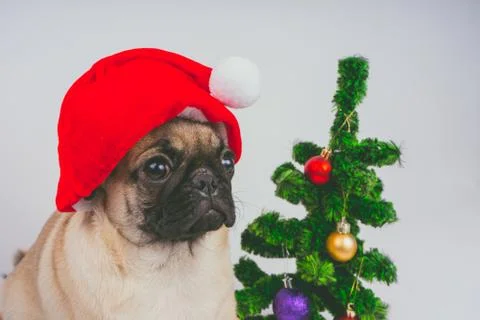 Pug posing on a white background Foto stock