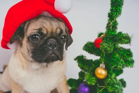 Pug posing on a white background Stock Photos
