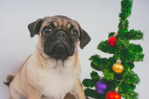 Pug posing on a white background Stock Photos