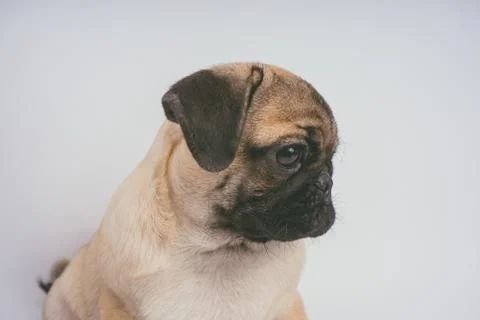 Pug posing on a white background Stock Photos