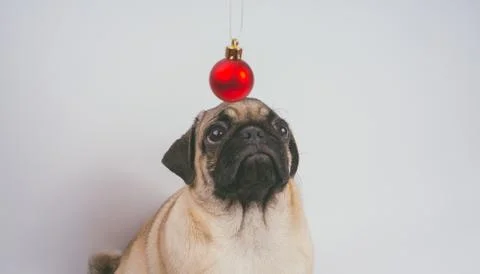 Pug posing on a white background Stock Photos