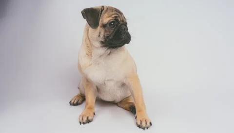 Pug posing on a white background Stock Photos