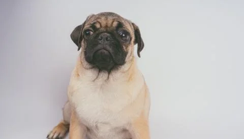 Pug posing on a white background Stock Photos