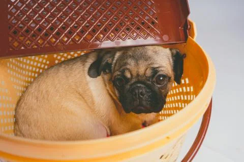 Pug posing on a white background Stock Photos