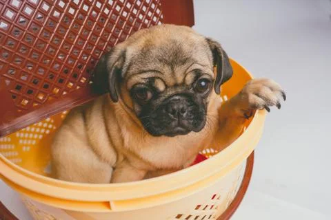 Pug posing on a white background Stock Photos