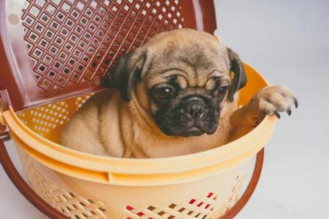 Pug posing on a white background Stock Photos