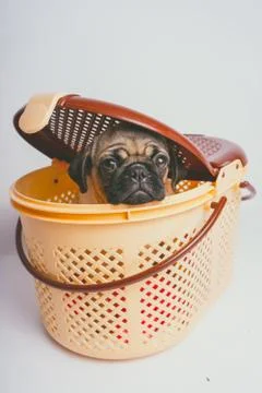 Pug posing on a white background Stock Photos