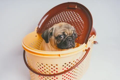 Pug posing on a white background Stock Photos