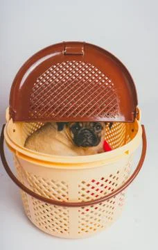 Pug posing on a white background Stock Photos