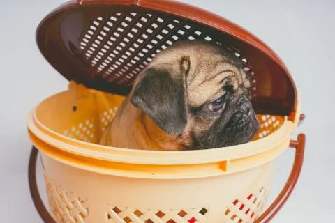 Pug posing on a white background Stock Photos