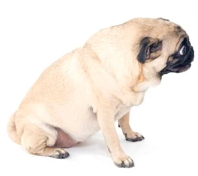 Pug Profile Stock Photos