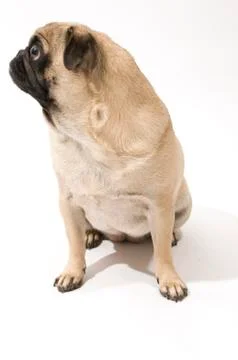Pug Profile on a White Background. Фото