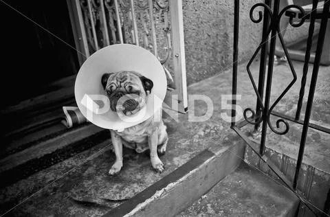 A Pug With A Protective Cone Collar On Sitting On Front Stoop