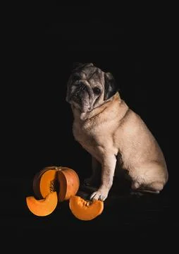 Pug with Pumpkin in Dramatic Low-Key Lighting on Black Background Stock Photos