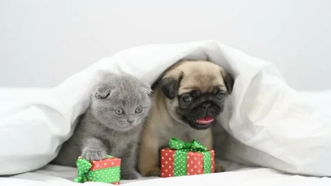 Pug puppy and tiny kitten play together with gift boxes under a blanket Stock Footage 154485301