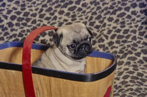 Pug puppy in basket on leopard pattern blanket with red handle and apple design Stock Photos