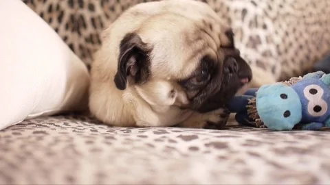 A Pug Puppy Dog Lying on the Couch Receives a Toy Stock Footage 79421412