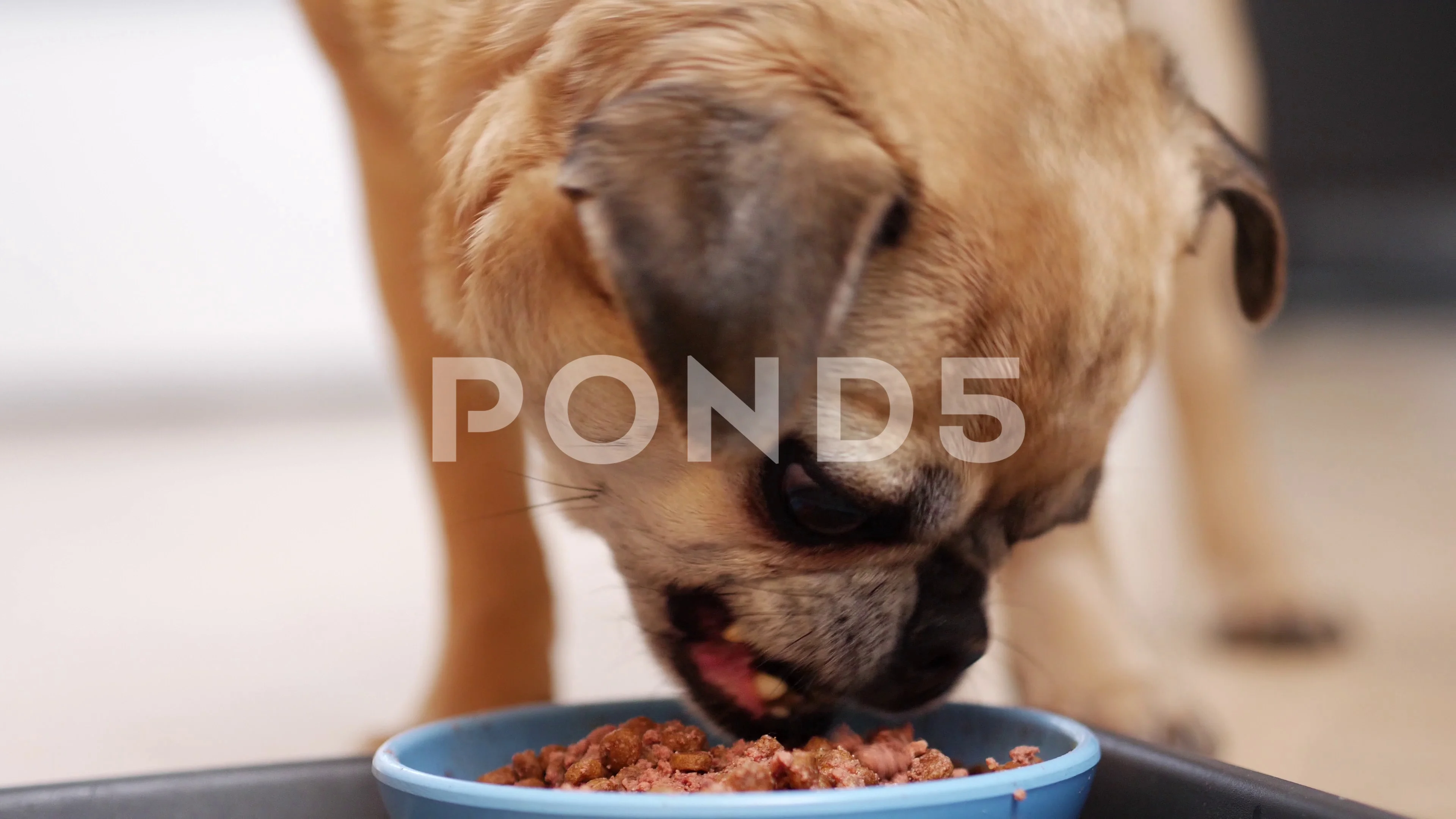 pug puppy food bowl