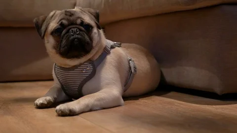 Pug puppy laying down in harness Stock Footage 103604248