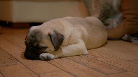 Pug puppy laying head down to sleep Stock Footage 103609170
