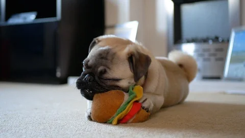 Pug puppy looking at camera and playing with dog toy Stock Footage 103630868