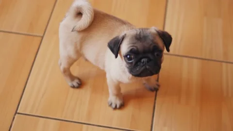 Pug puppy looking at the camera 스톡 동영상 163534884